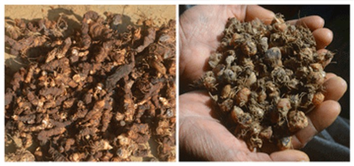 Highly prized Ginseng and Khuikhe roots which are being smuggled abundantly