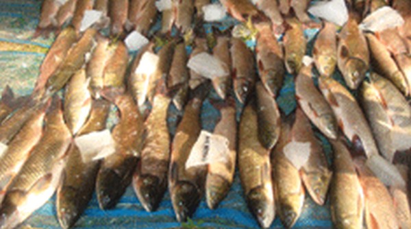 Fish on sale at the fish fair