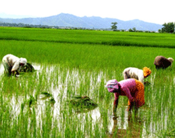 File photo of women cultivators working in a paddy field