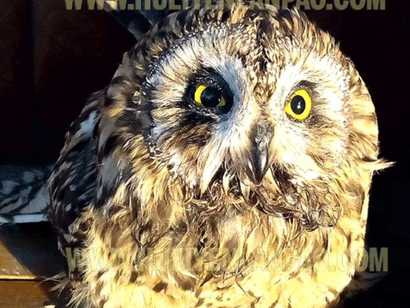 People for Animal (PFA), Thoubal rescued an owl
