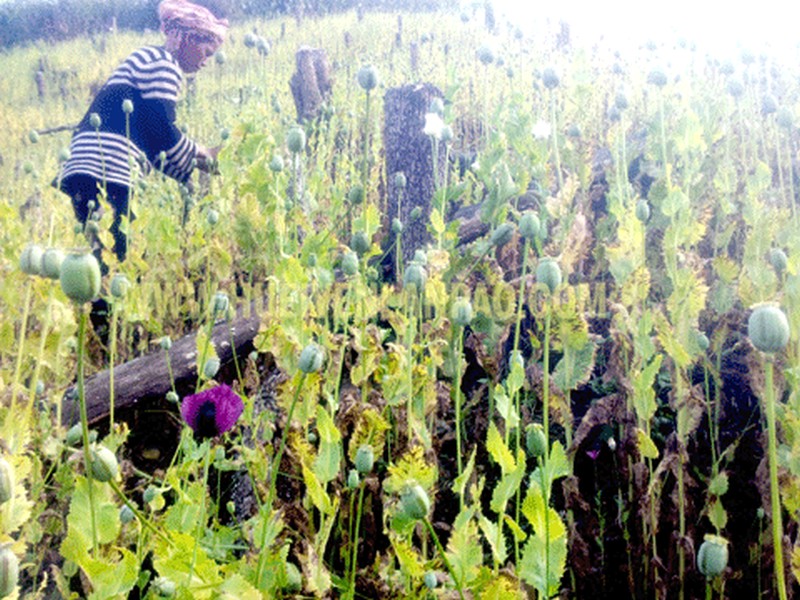 handel villagers cultivate Opium plants for sustenance