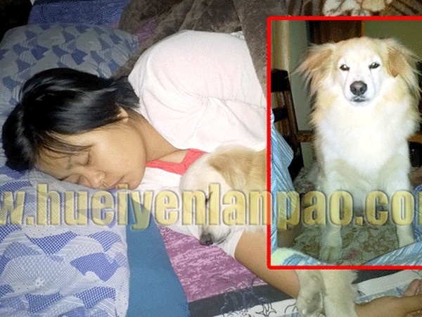 'Snowy' a pet dog to Phungkhansiam and his family