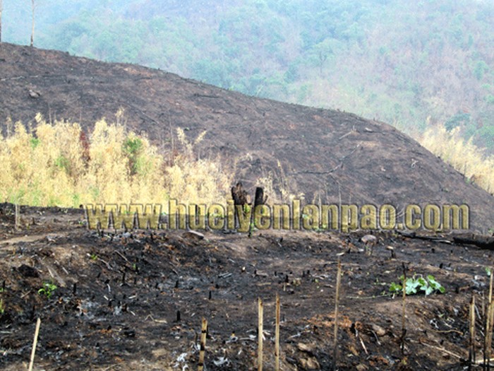 Vast forests burned down along NH-102