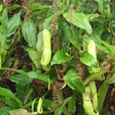 Pitcher plant found in State