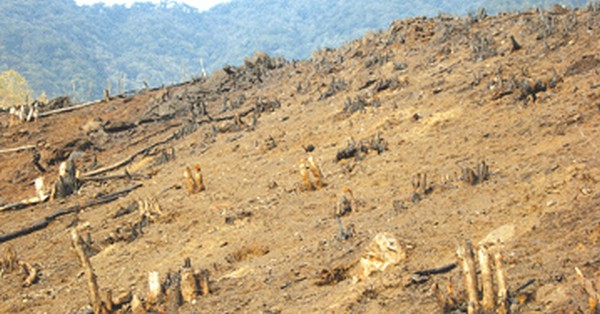 Rampant deforestation lands State in precarious condition