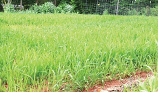 A nursery paddy field