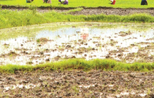House clears Paddy Land Bill