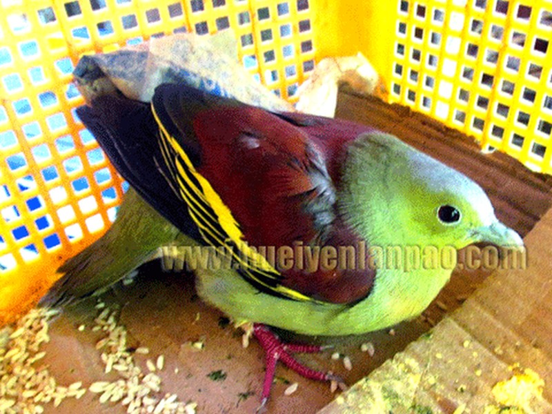 Thick billed Green pigeon