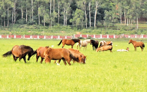 Manipuri ponies trotting and grazing at their new found home at Lamphelpat