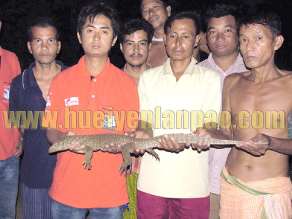 Bengal Monitor lizards rescued