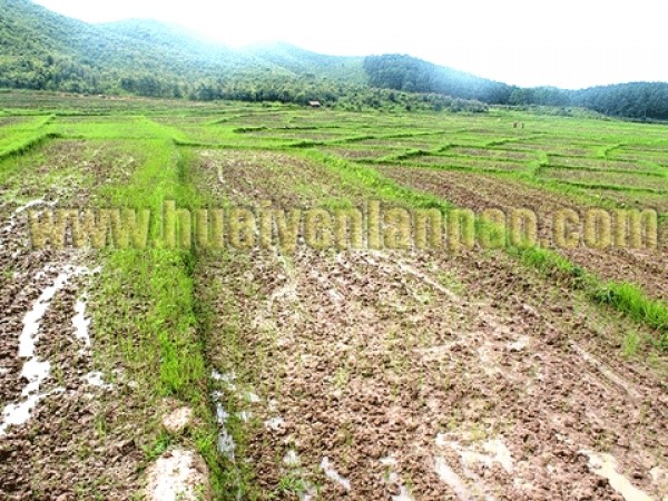 Scanty rain hits Chandel, farmers in trouble