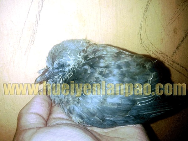 Dove rescued from Irom Sharmila's room