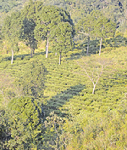 Nilai tea farm