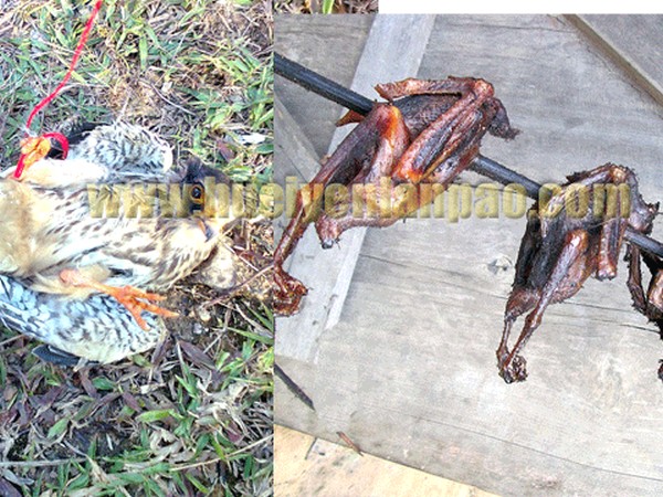 Amur Falcon massacre at Tamenglong 
