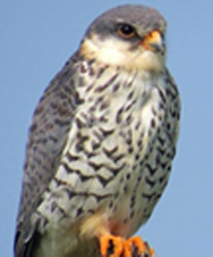 An Amur Falcon