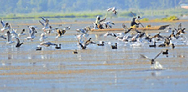 Migratory birds flocking Loktak Lake