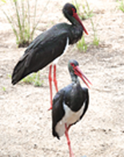  Tharoichabi Amubi (Black Stork)