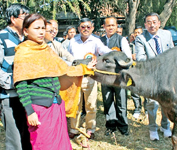 New buffalo breed distributed to farmers