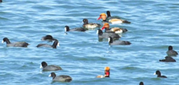 Migratory birds at Loktak lake