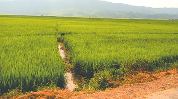 A paddy field in Manipur A paddy field in Manipur