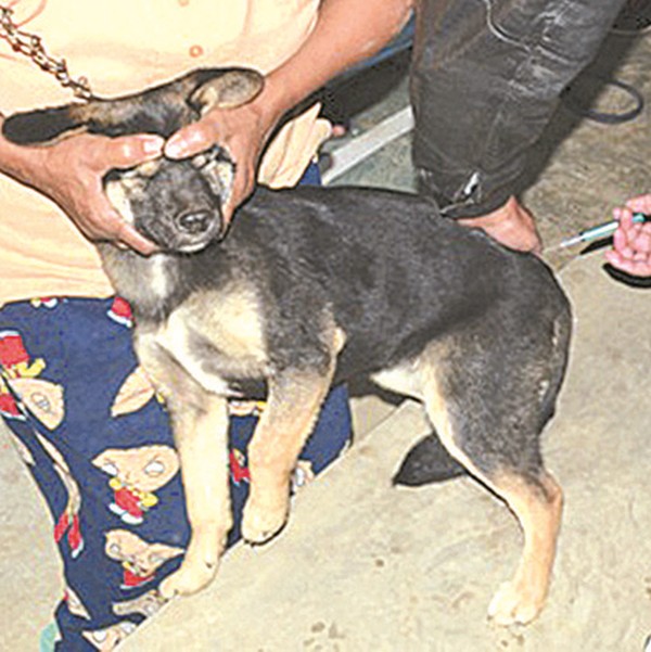 Rabies apprehension at Churachandpur on  January 15 2015