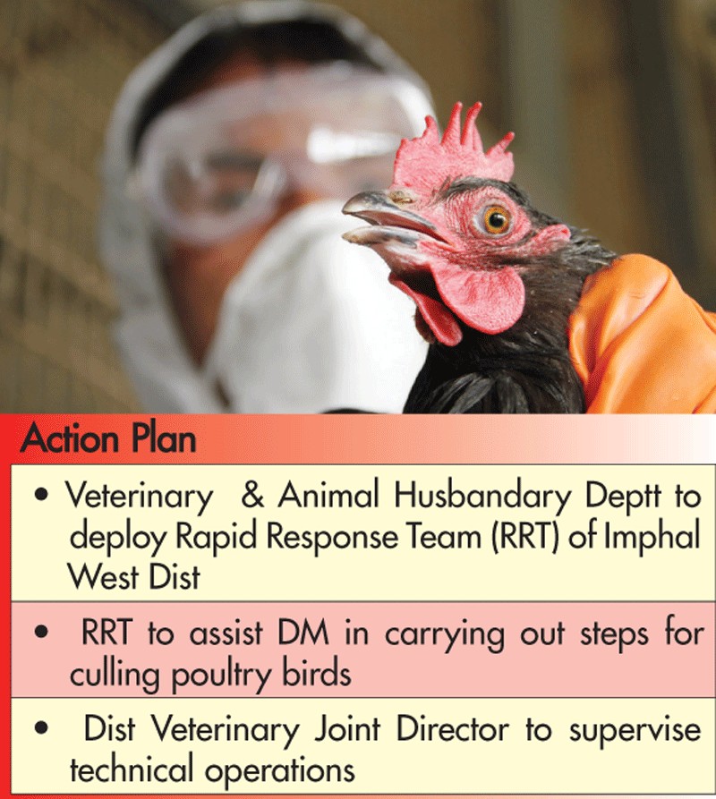 Bird flu in Manipur :: Govt takes action;