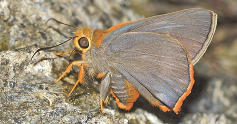 Rare butterfly found in State