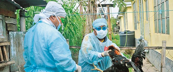 Chickens being culled within the infected zone 