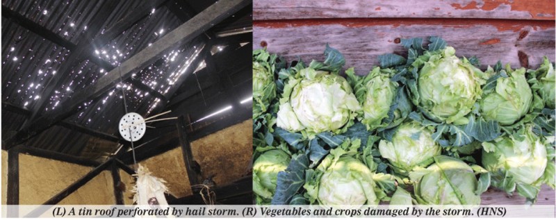 (L) A tin roof perforated by hail storm : (R) Vegetables and crops damaged by the storm 