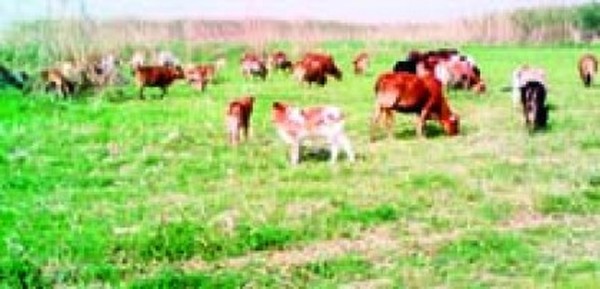 Cattle grazing at Keibul Lamjao National Park 