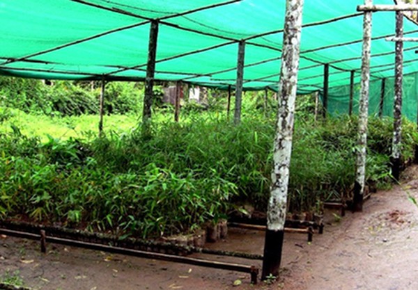 Bamboo saplings ready for plantations