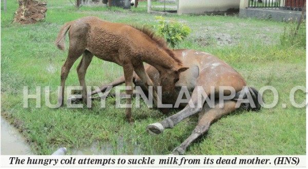 Mother horse electrocuted leaving a colt