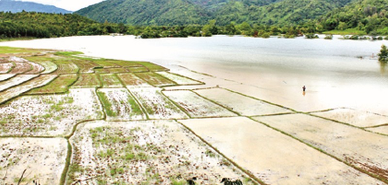 Paddy fields under flood water