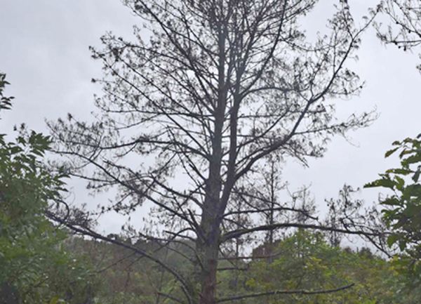Mysterious disease infects Pine trees in Ukhrul