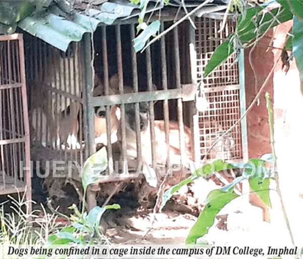 'Confined' dogs rescued by police: PFA