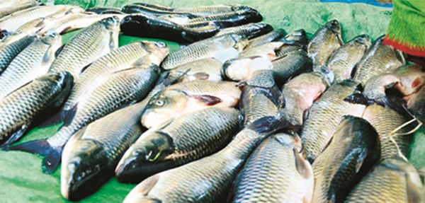 Fishes put up for sale ahead of Ningol Chakkouba