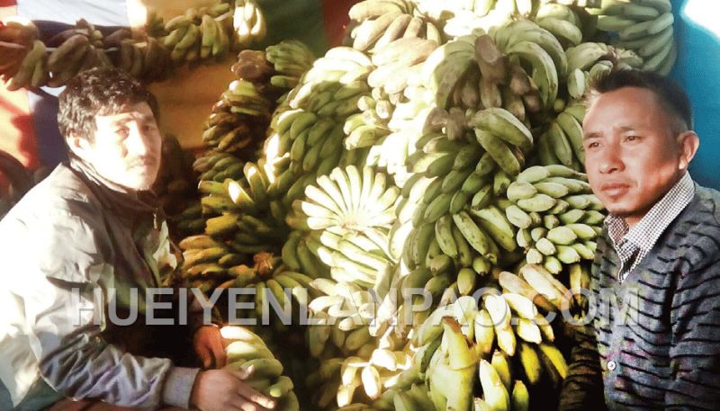 Banana cultivation a profitable venture for farmers in Ukhrul