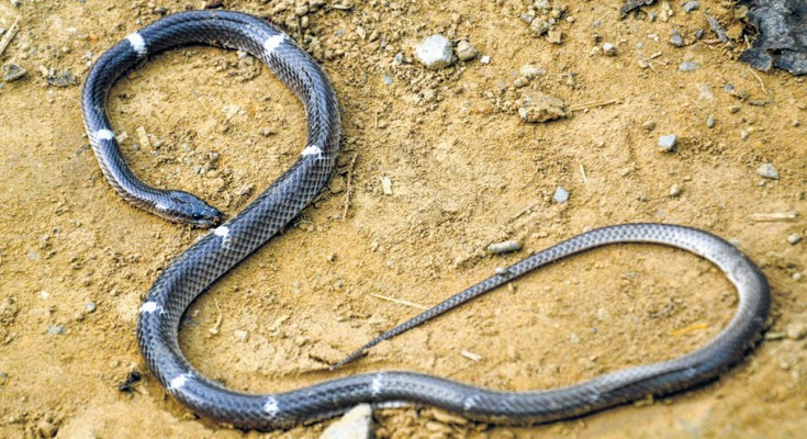 Zaw's wolf snake has been reported from Tamenglong district