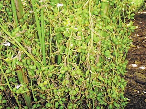 Cardamom to replace poppy cultivation
