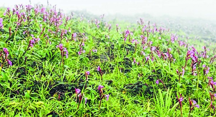 Newly found species at  bloom in Ukhrul District
