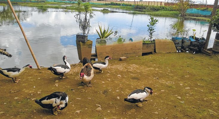 duck farm at Shija Hospitals road