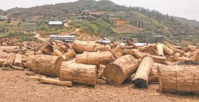Uncontrolled timber trade, disease pose threat to pine trees of Ukhrul district