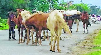 No fund allotted for Pony Conservation polic