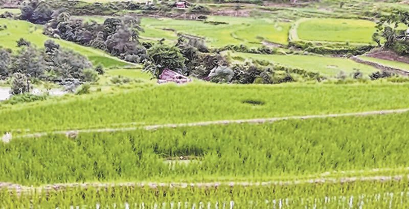 Integrated 'Rice+Fish farm' mooted in Ukhrul