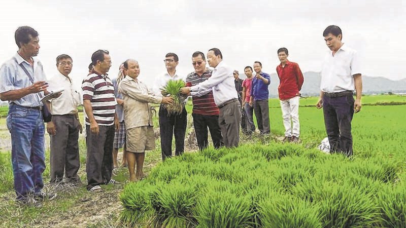 Agriculture Minister distributes paddy sapling