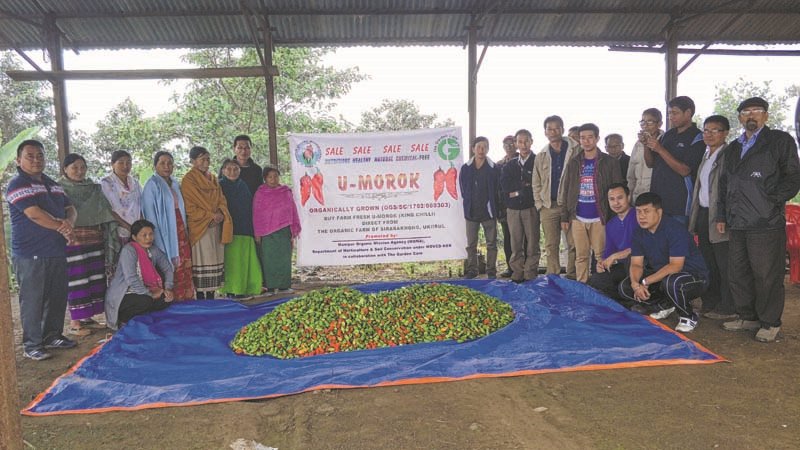First organic king chilli harvest begins in Shirarakhong