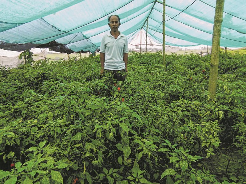 King chilli as a lucrative business for State farmer