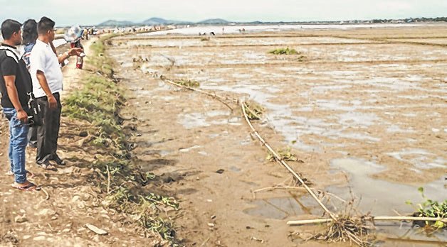Crop failure : Lilong farmers stare at grim prospect