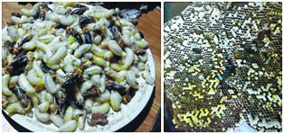 Bee larvae - Rich man's food in Ukhrul