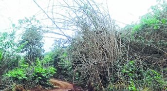 Bamboo flowering stalks Kwatha